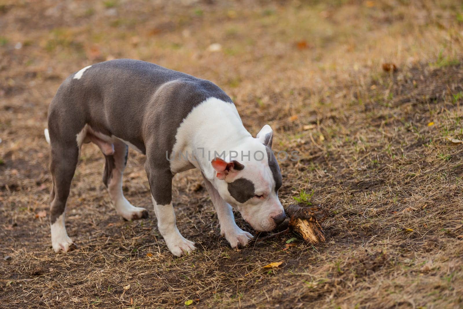 pit bull puppy playing on the playground by zokov