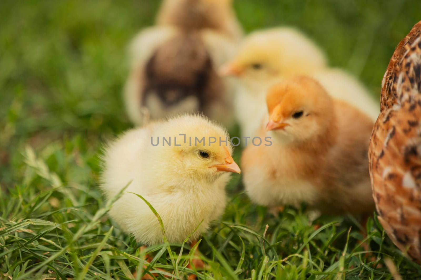 yellow little chickens walk on the grass by zokov