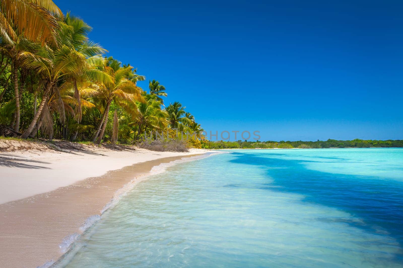 palm trees against blue sky and beautiful beach in Punta Cana at sunny day, Dominican Republic.