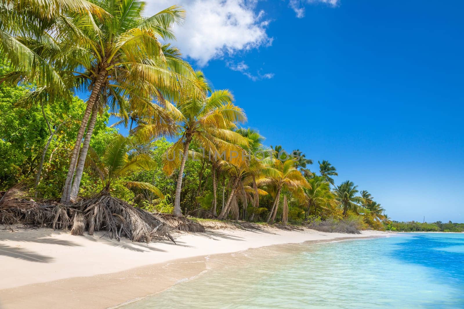 palm trees against blue sky and beautiful beach in Punta Cana at sunny day, Dominican Republic.