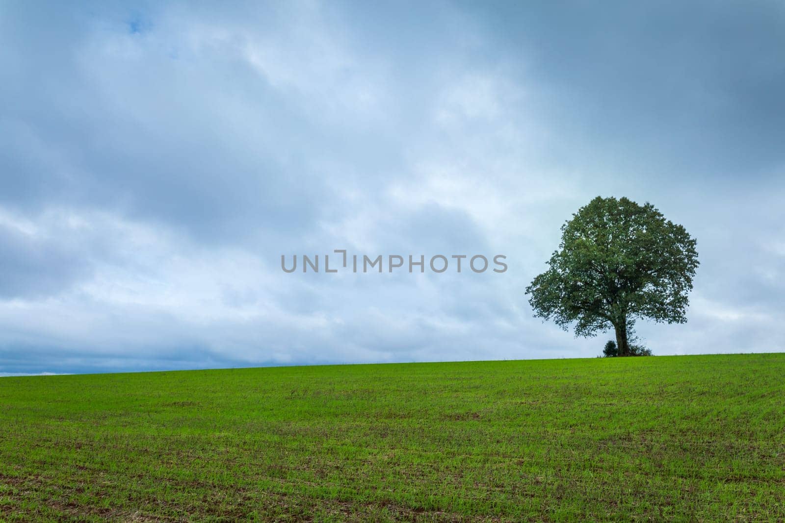 Pampa meadows and lonely deciduous tree in Southern Brazil, near Uruguay and Argentina border