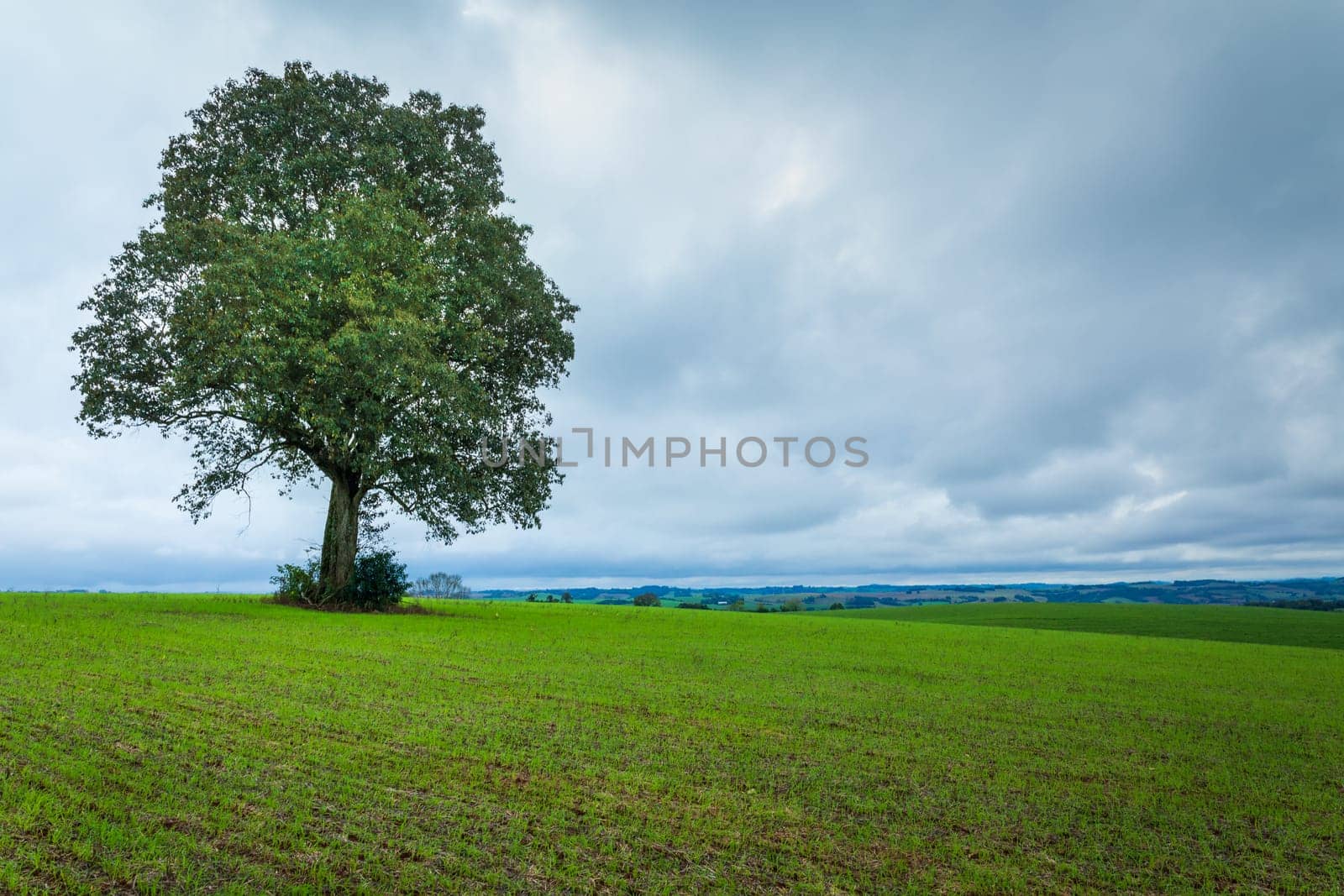 Pampa meadows and lonely deciduous tree in Southern Brazil at sunrise by positivetravelart