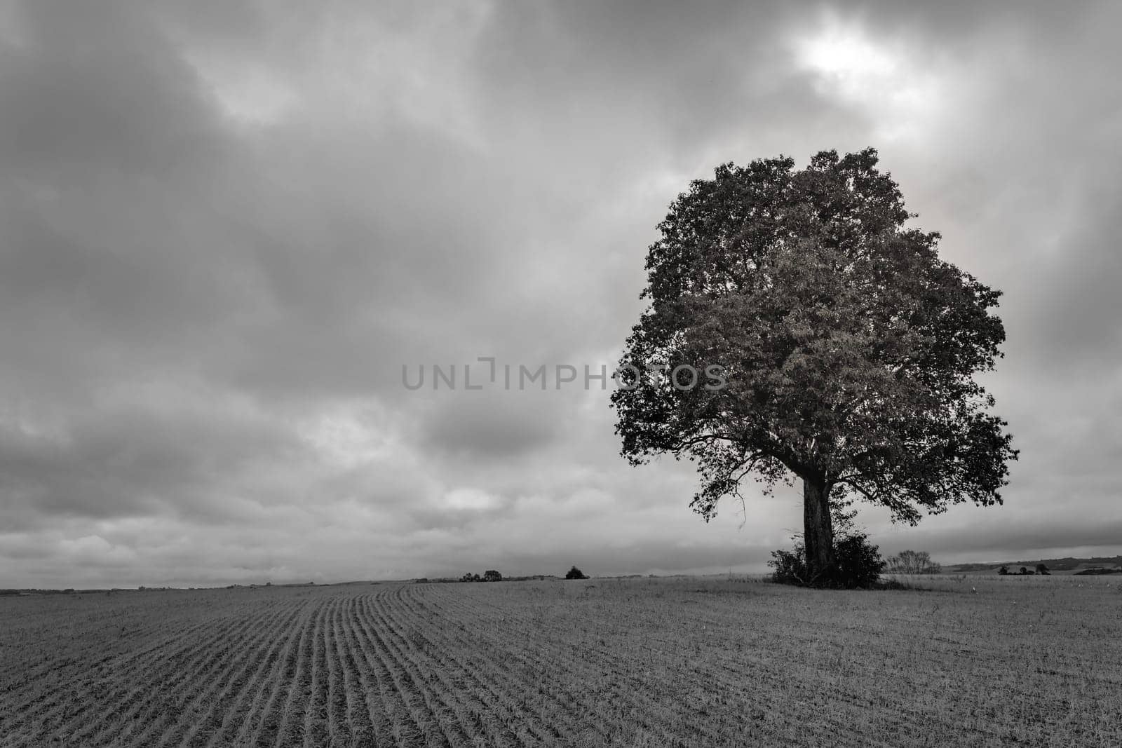 Pampa meadows and lonely deciduous tree in Southern Brazil, near Uruguay and Argentina border