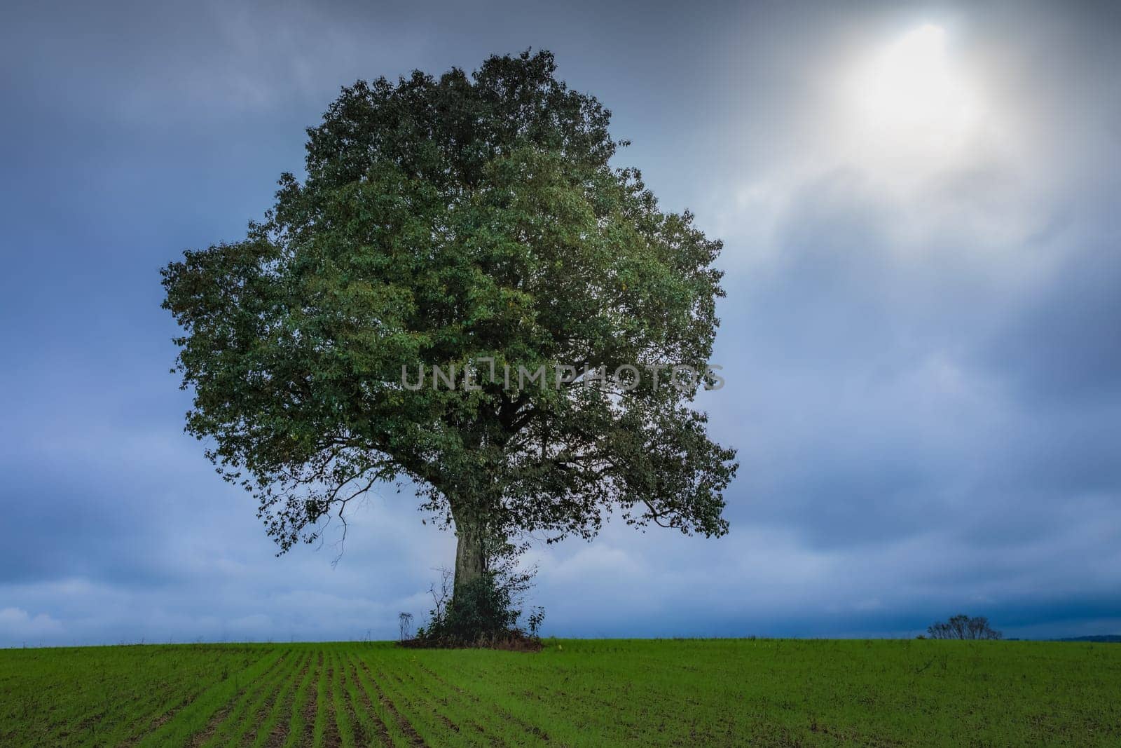 Pampa meadows and lonely deciduous tree in Southern Brazil, near Uruguay and Argentina border