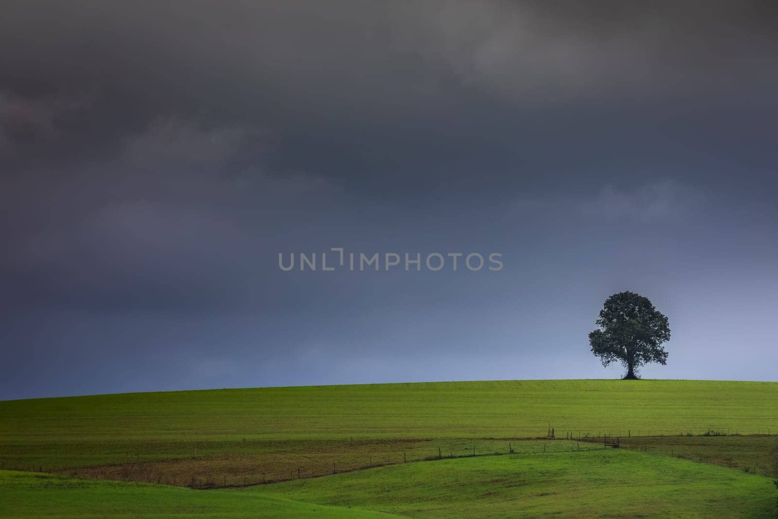 Pampa meadows and lonely deciduous tree in Southern Brazil, near Uruguay and Argentina border