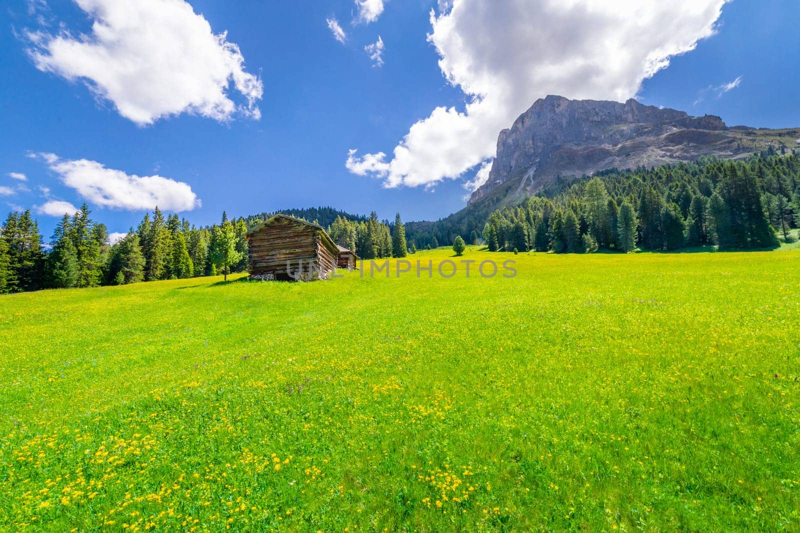 Idyllic landscape with wildflowers in italian Dolomites alps at sunny springtime, Northern Italy