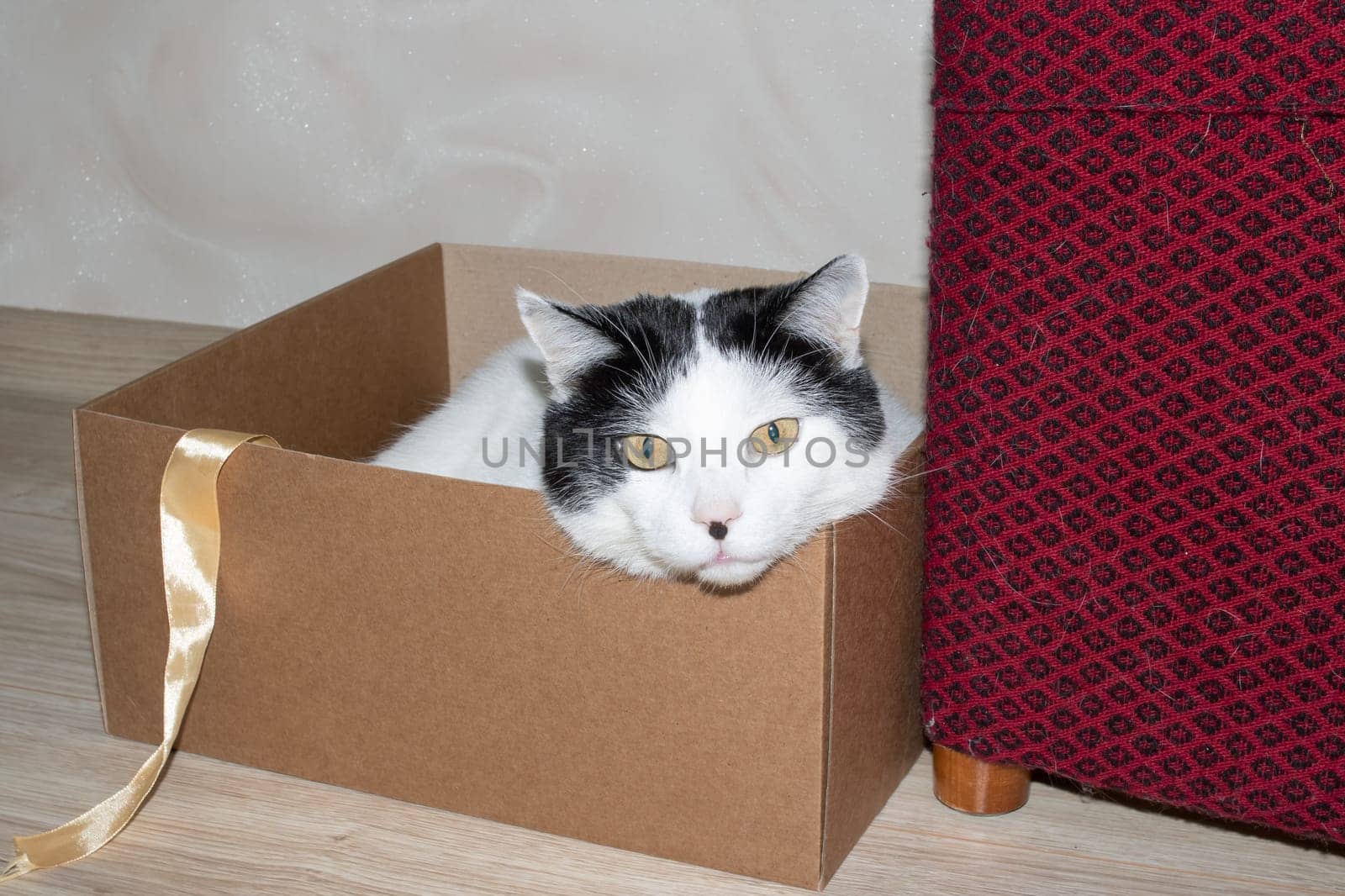 White fat cat sitting in a box close up