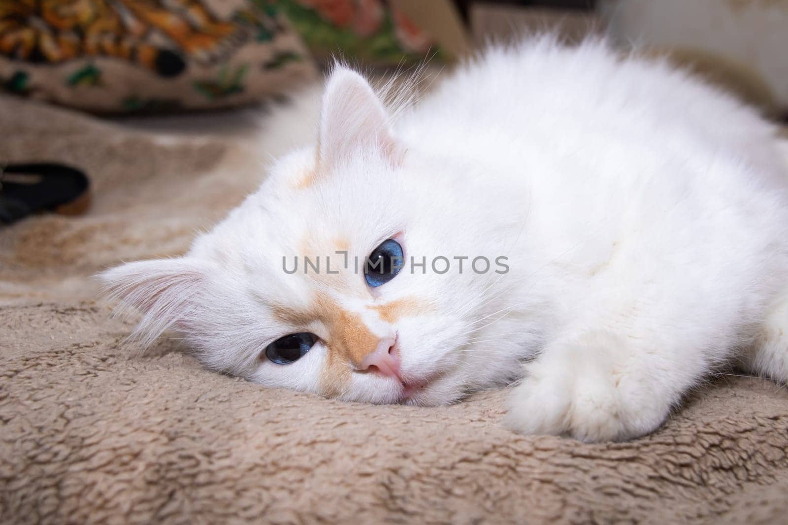 White fluffy cat with blue eyes sleeps on bed close up