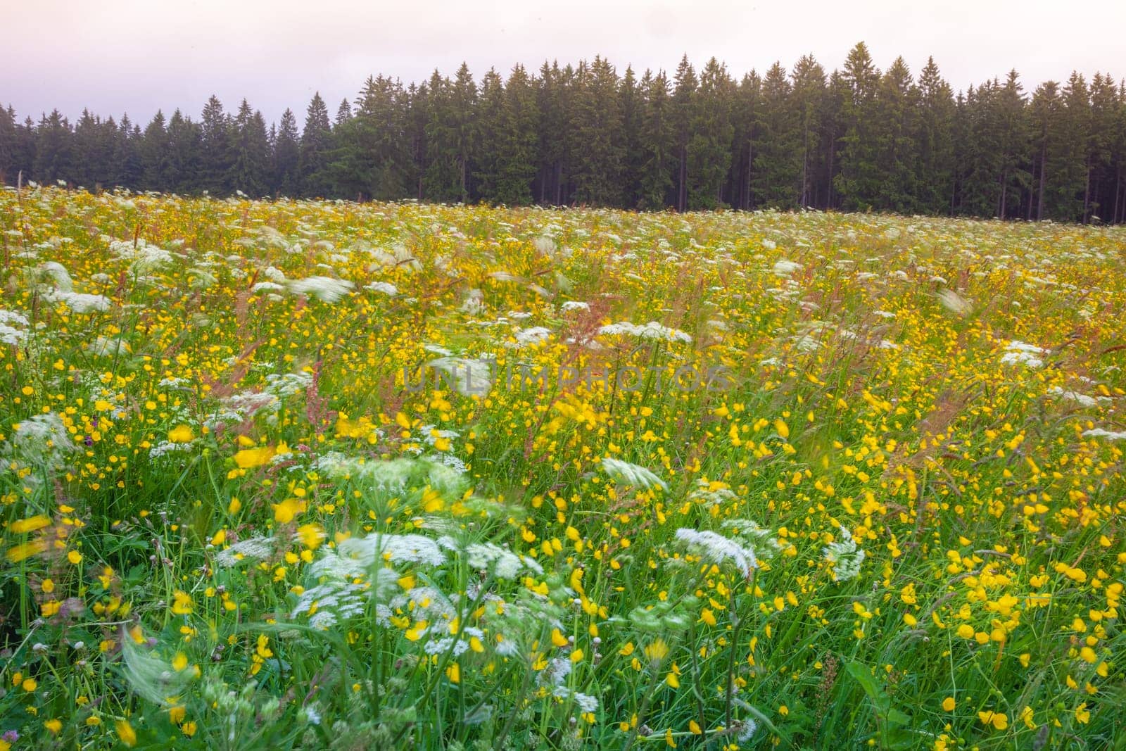 Black Forest with wildflowers at springtime, Baden Wuerttemberg, Germany by positivetravelart