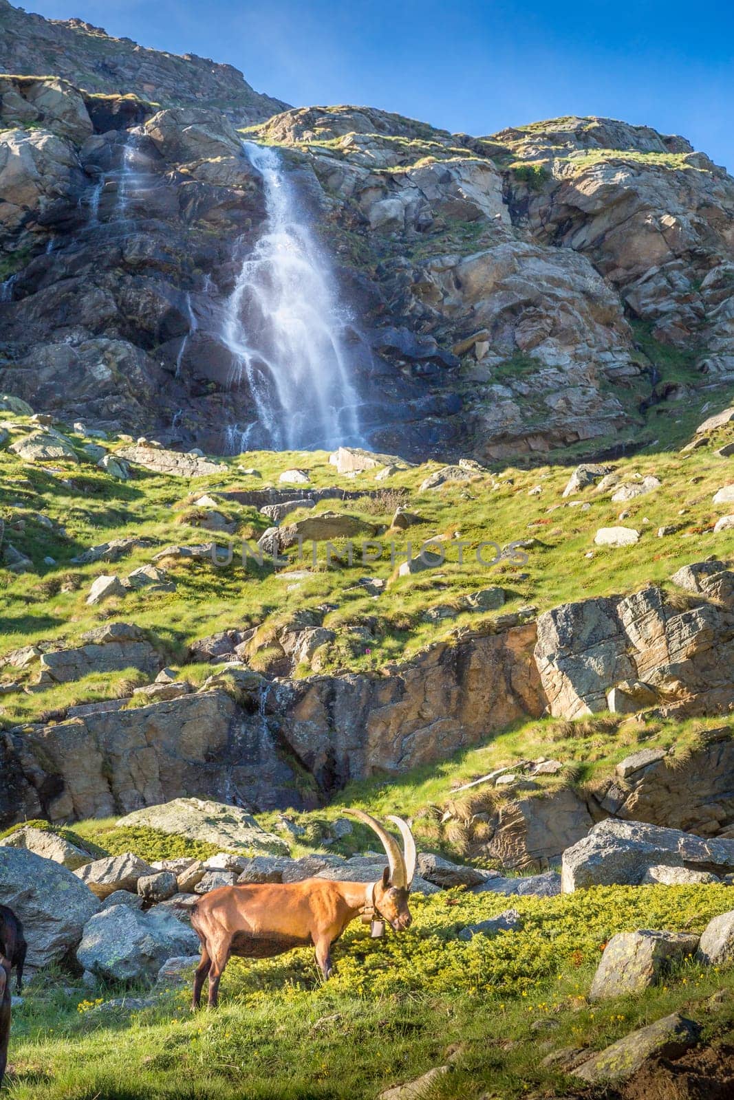 Waterfall and Alpine goats in italian alps landscape at sunny day, Gran Paradiso, Italy