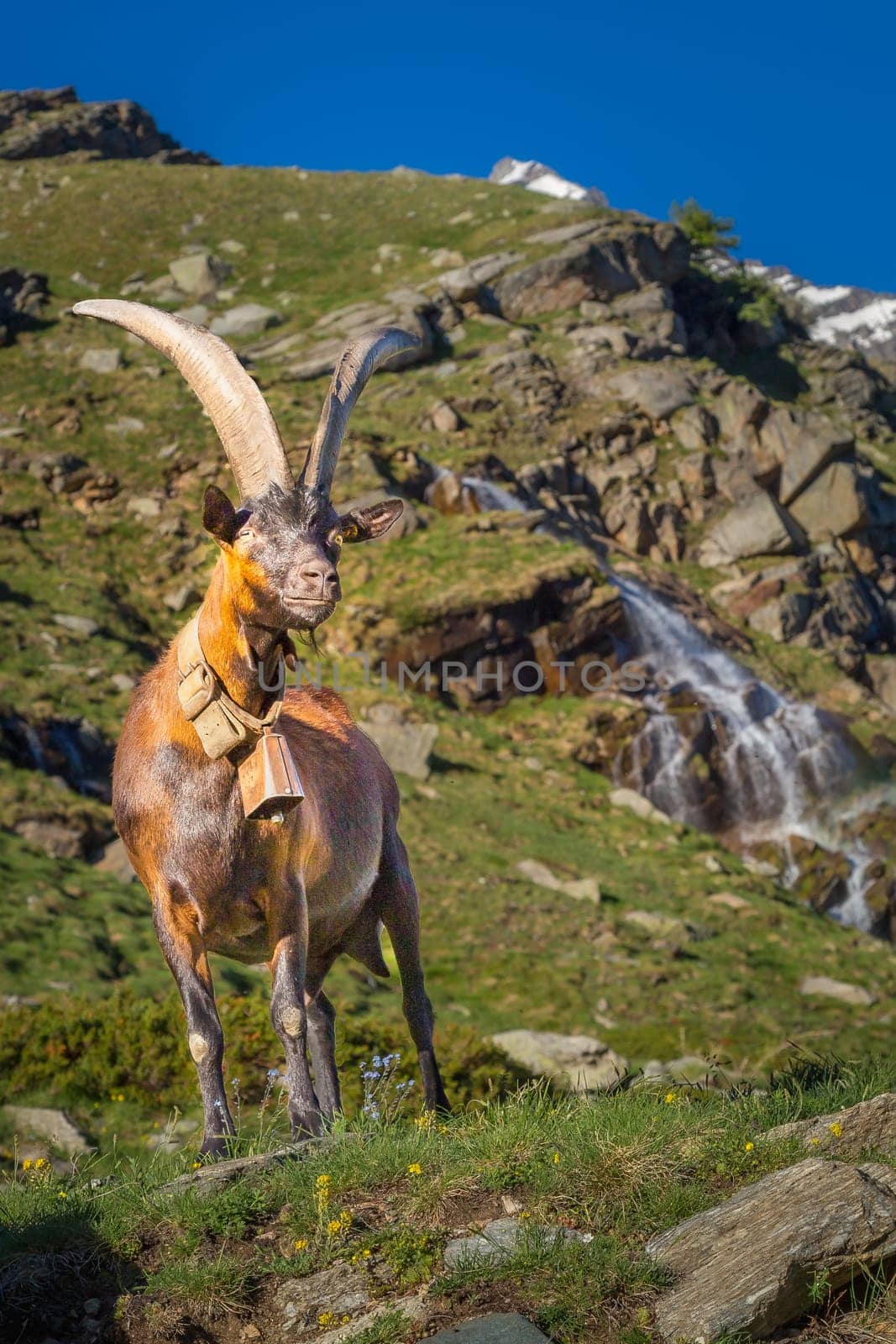 Waterfall and Alpine goats in italian alps landscape at sunny day, Gran Paradiso, Italy
