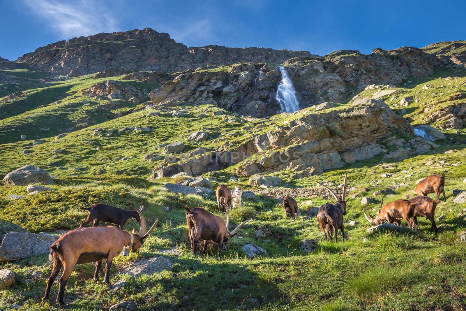 Waterfall and Alpine goats in italian alps landscape at sunny day, Gran Paradiso, Italy