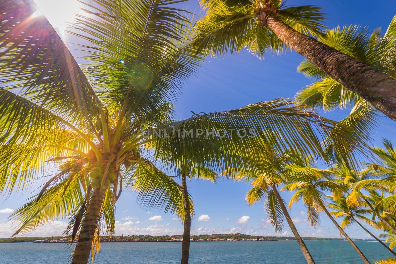 Idyllic Porto Seguro Beach at sunset with palm trees in Trancoso, BAHIA