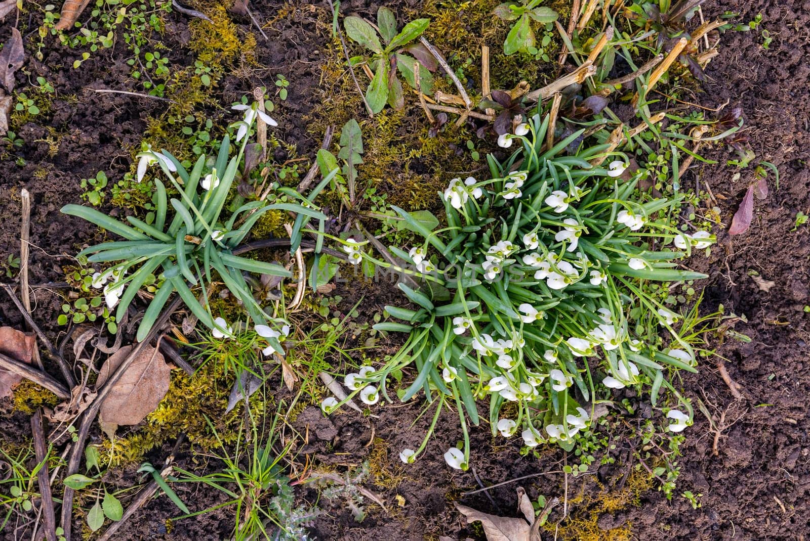 Top view of blooming snowdrops at the beginning of the year still in winter