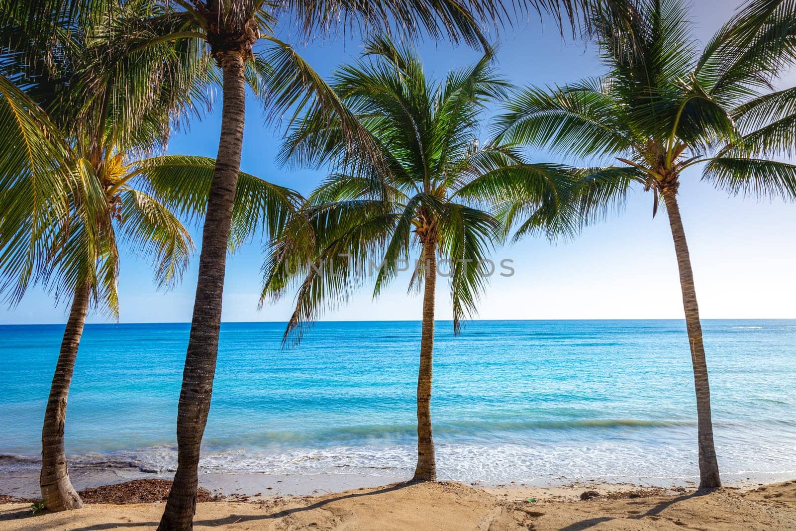 Tropical caribbean beach with turquoise waters in idyllic Montego Bay, Jamaica