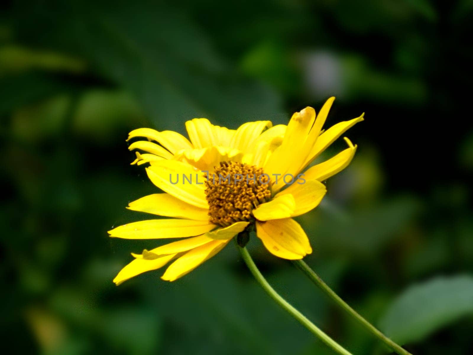 Bright yellow rudbeckia or Black Eyed Susan flowers in the garden. A bee pollinating a yellow flowers at summer on a field. Species Apis mellifera. Nature. Biology. Botanic. High quality photo