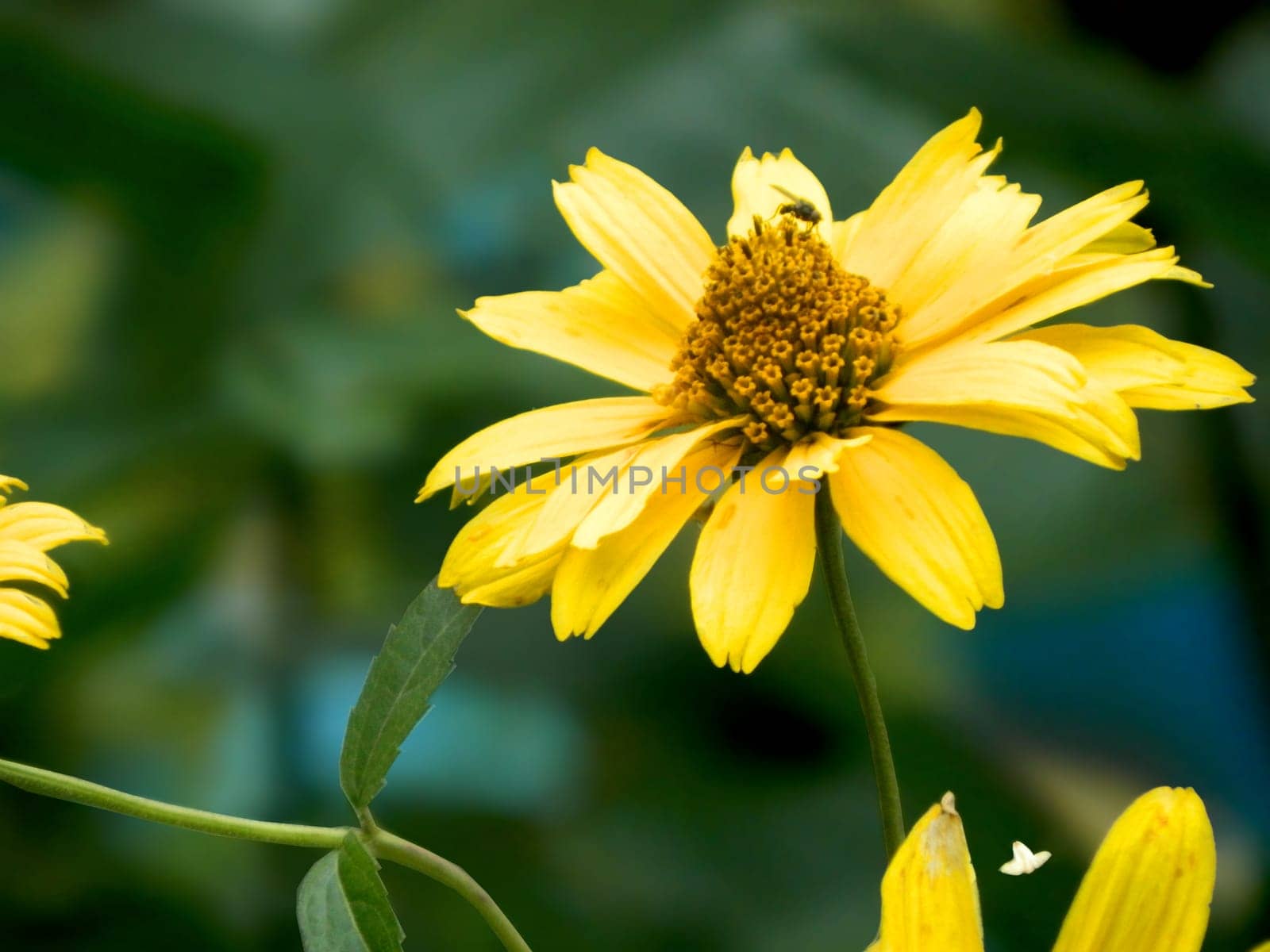 Bright yellow rudbeckia or Black Eyed Susan flowers in the garden. A bee pollinating a yellow flowers at summer on a field. Species Apis mellifera. Nature. Biology. Botanic. High quality photo