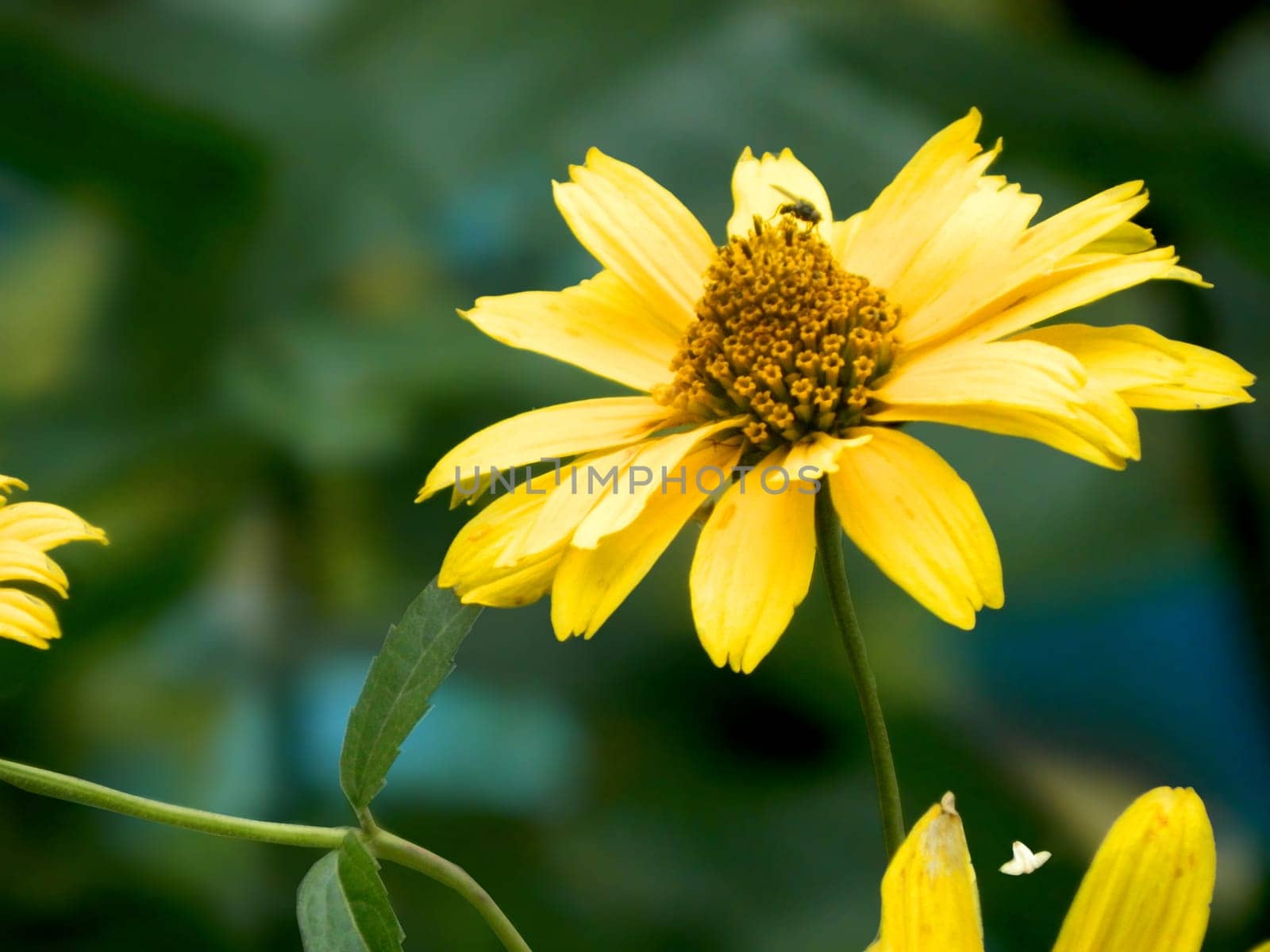 Bright yellow rudbeckia or Black Eyed Susan flowers in the garden. A bee pollinating a yellow flowers at summer on a field. Species Apis mellifera. Nature. Biology. Botanic. High quality photo