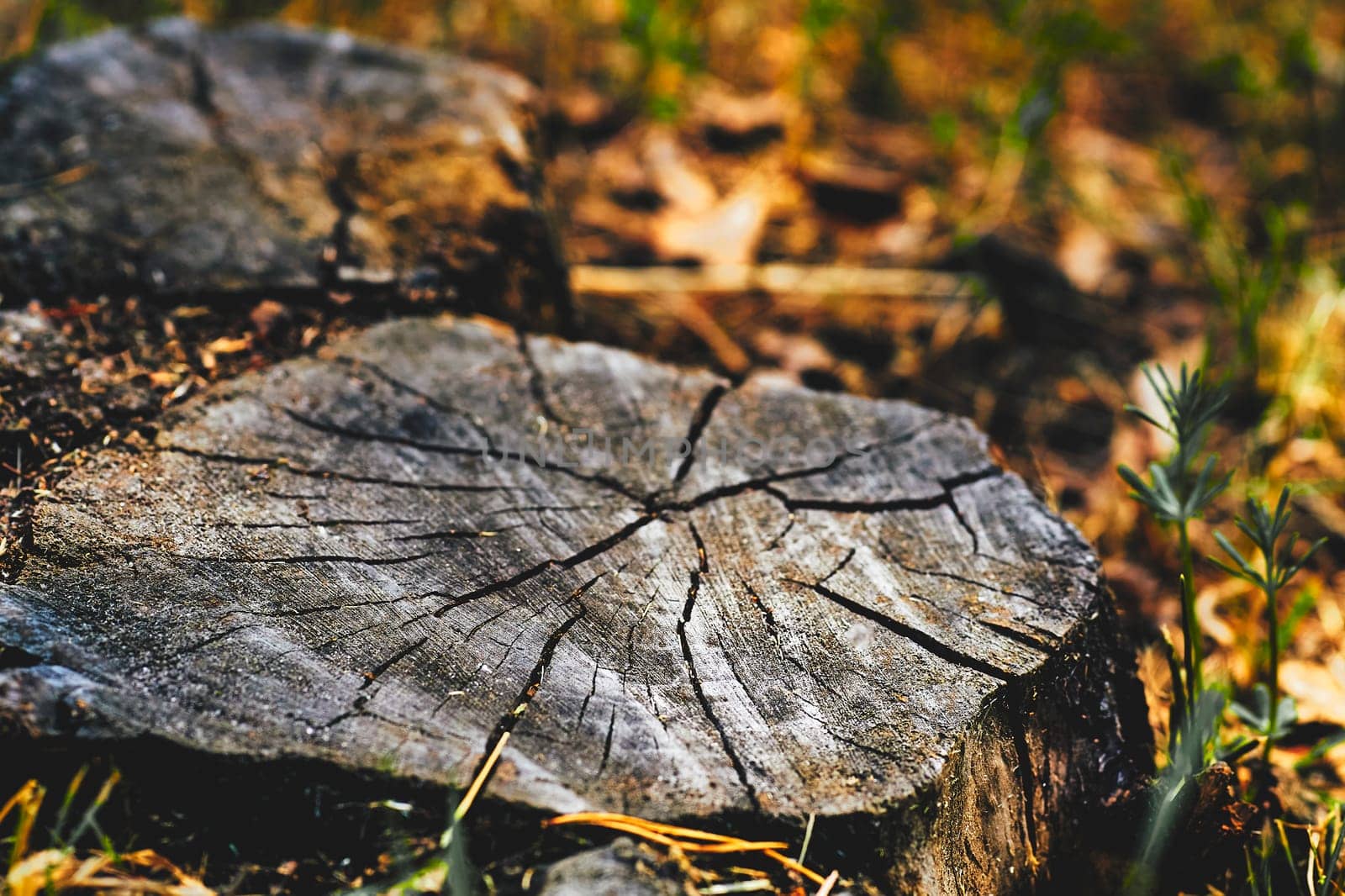 the bottom part of a tree left projecting from the ground after most of the trunk has fallen or been cut down.