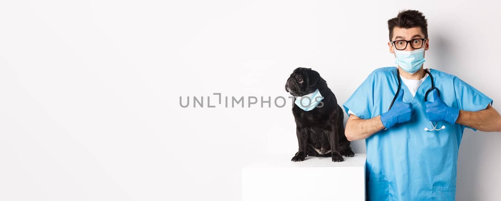 Small black pug dog in medical mask looking left at copy space while doctor veterinarian showing thumbs up in praise and approval, white background.