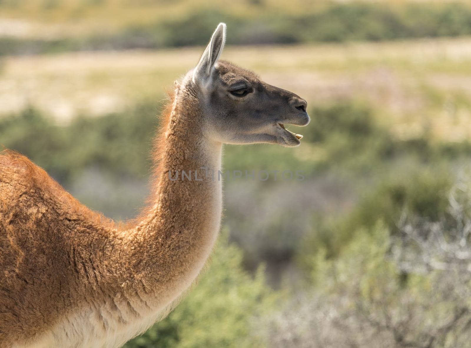 Profile portrait of Guanacos in the magellanic penguin sanctuary in Punta Tombo