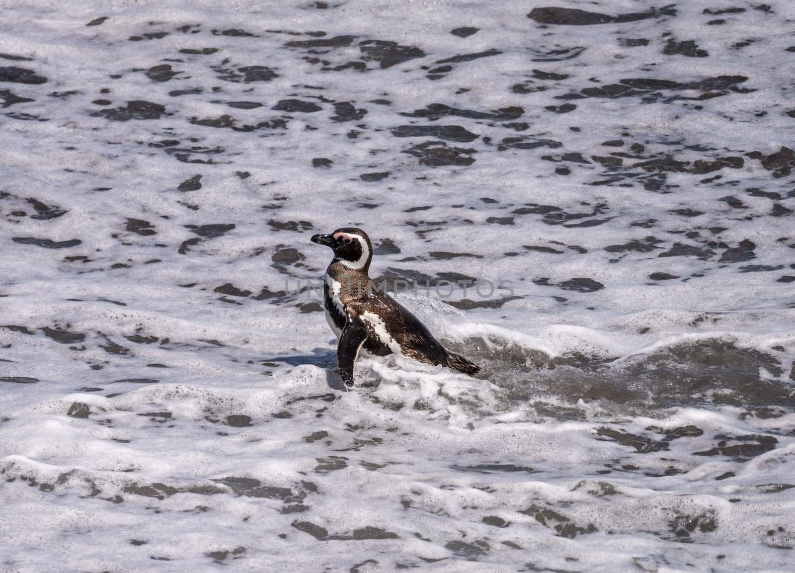 Magellanic penguin standing and leaving the sea in Punta Tombo penguin sanctuary in Chubut province
