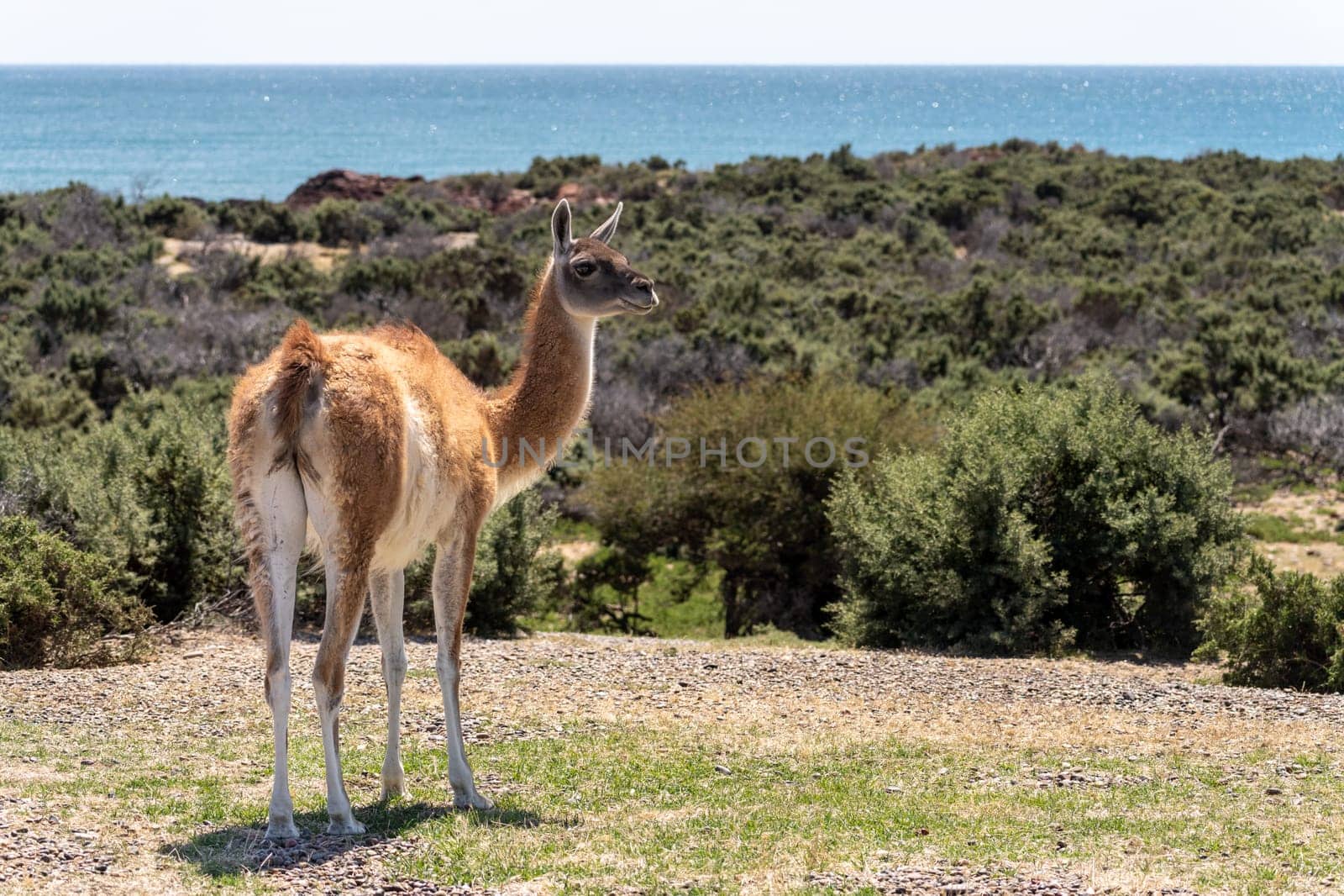 Profile portrait of Guanacos in the magellanic penguin sanctuary in Punta Tombo