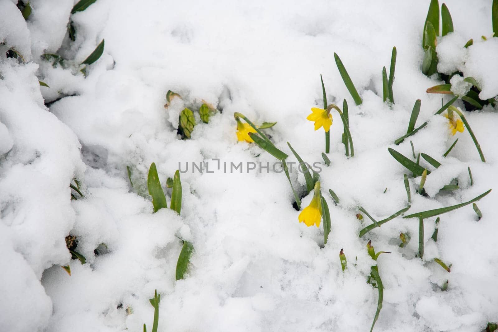 Bunch of yellow spring daffodils flowers covered by snow outdoors, weather anomalies, High quality photo