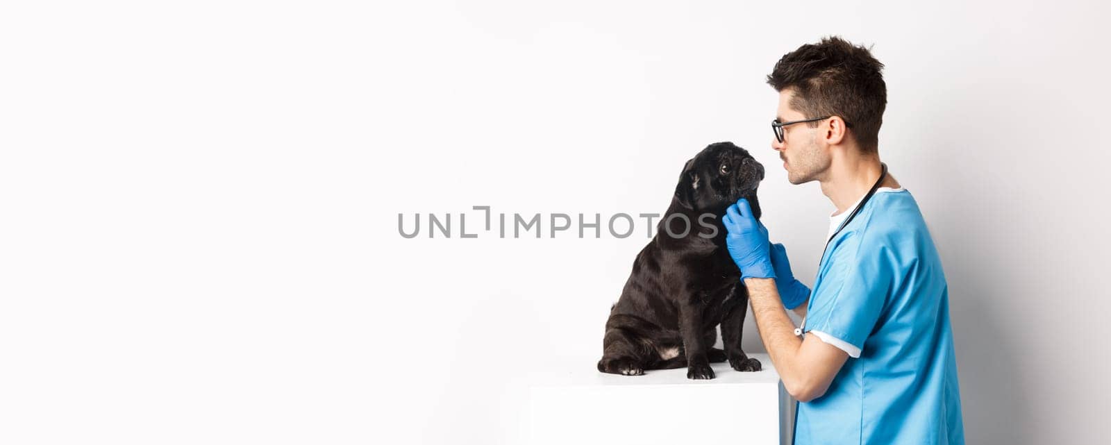 Handsome doctor veterinarian examining cute black pug dog at vet clinic, standing over white background by Benzoix