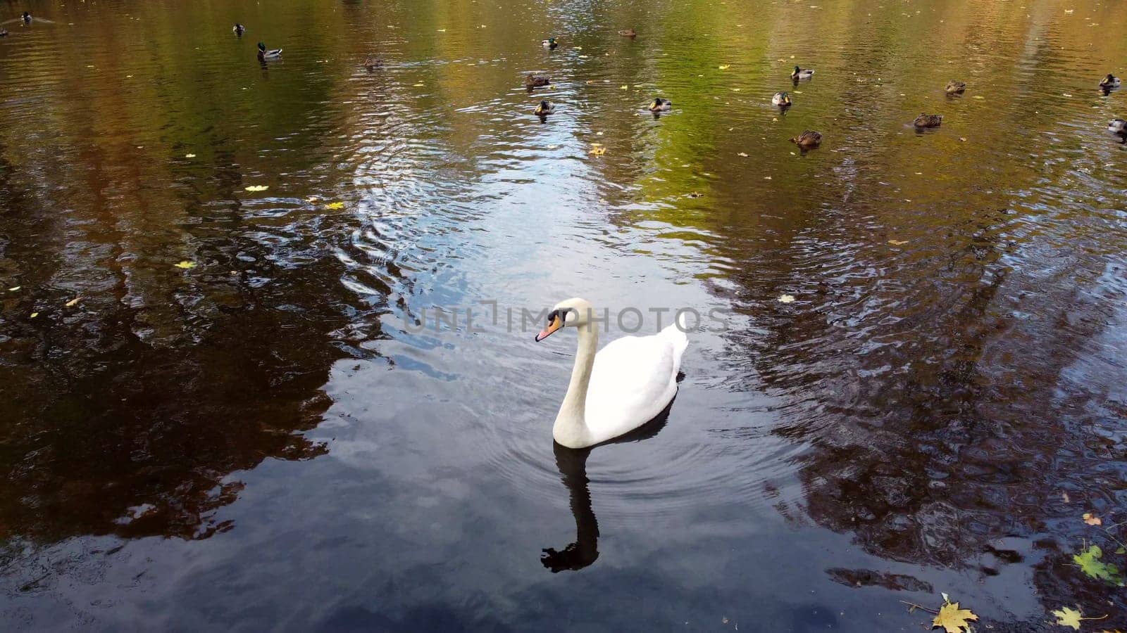 Beautiful view of white swan bird and ducks floating on lake with fallen leaves on autumn day. Large birds swimming on surface of pond in autumn. Feathered in wild nature. Natural background