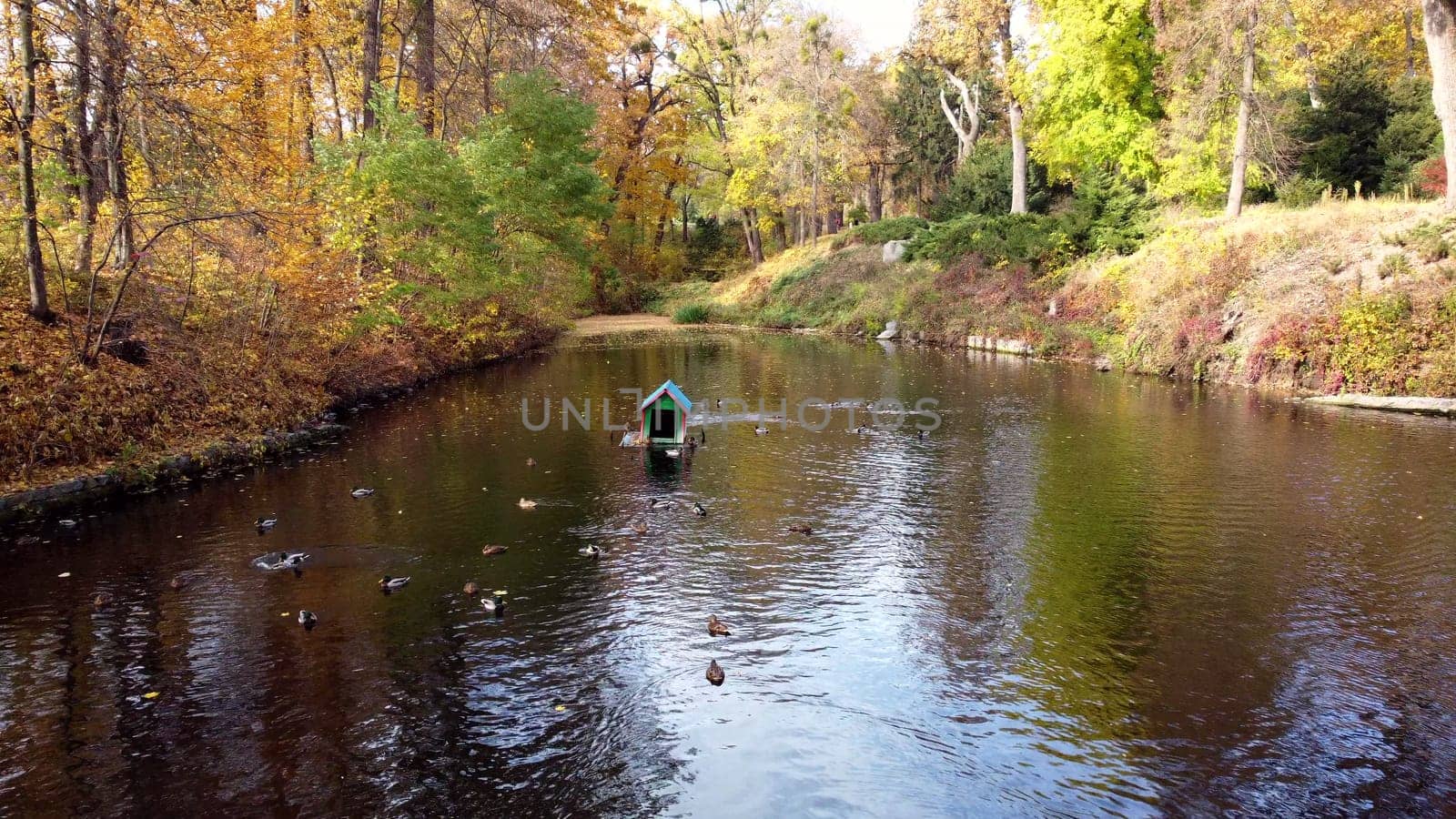 Water surface of lake with swimming ducks in park with trees with yellow falling leaves on sunny autumn day. Many feathered birds ducks. Landscape park. Autumn scenery. Natural background