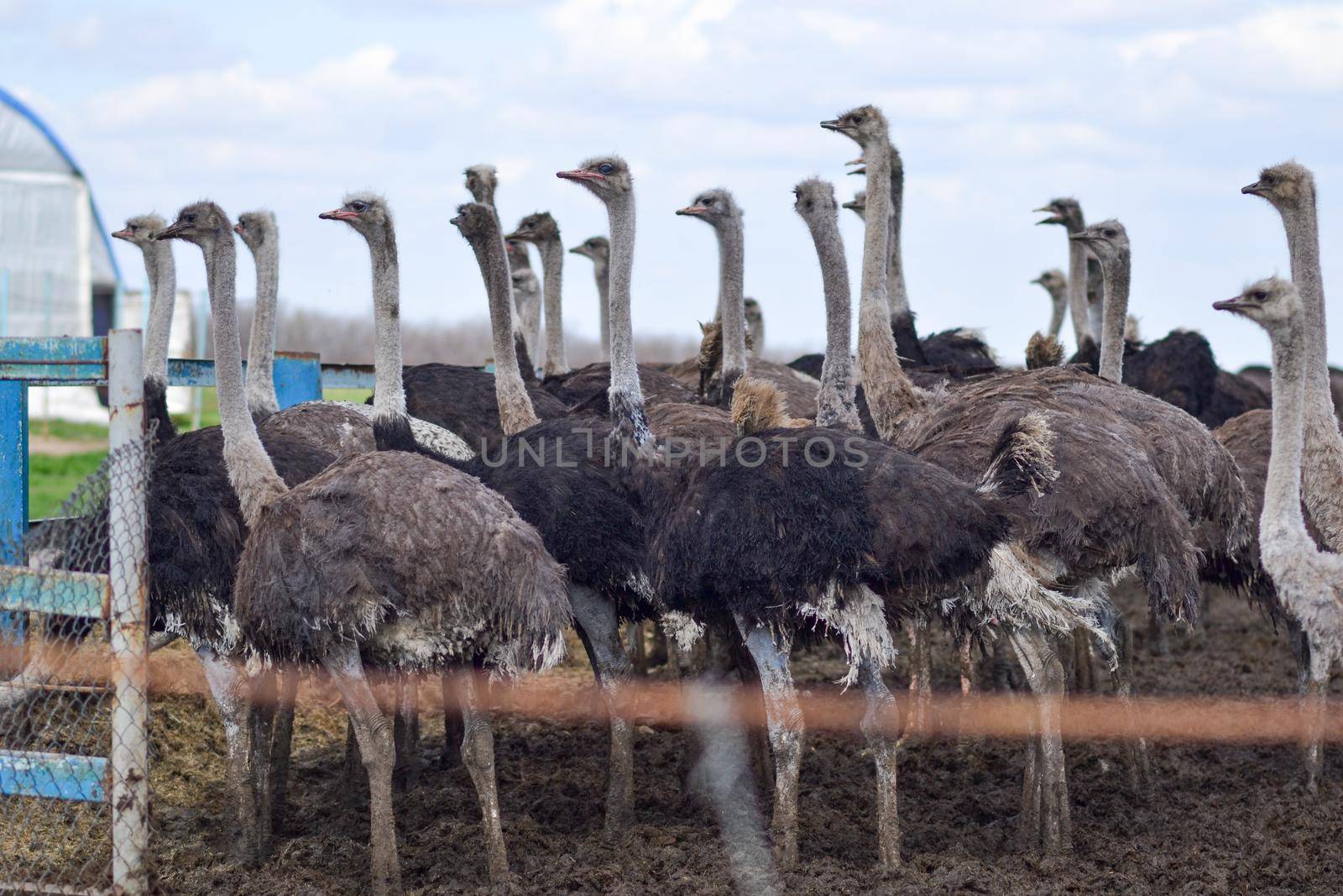 A flock of ostriches on an ostrich farm. in Ukraine