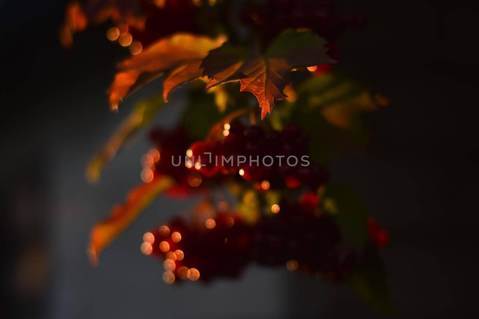 fall bokeh background. autumn leaf in the evening against the background of an unfocused tree. 