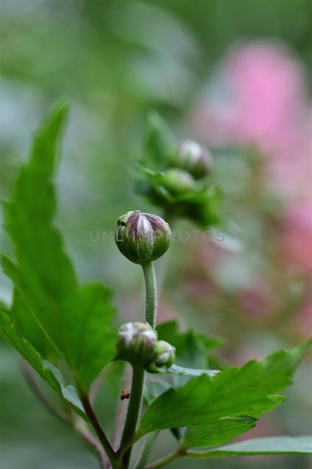 Autumn anemone buds as a close up by Luise123