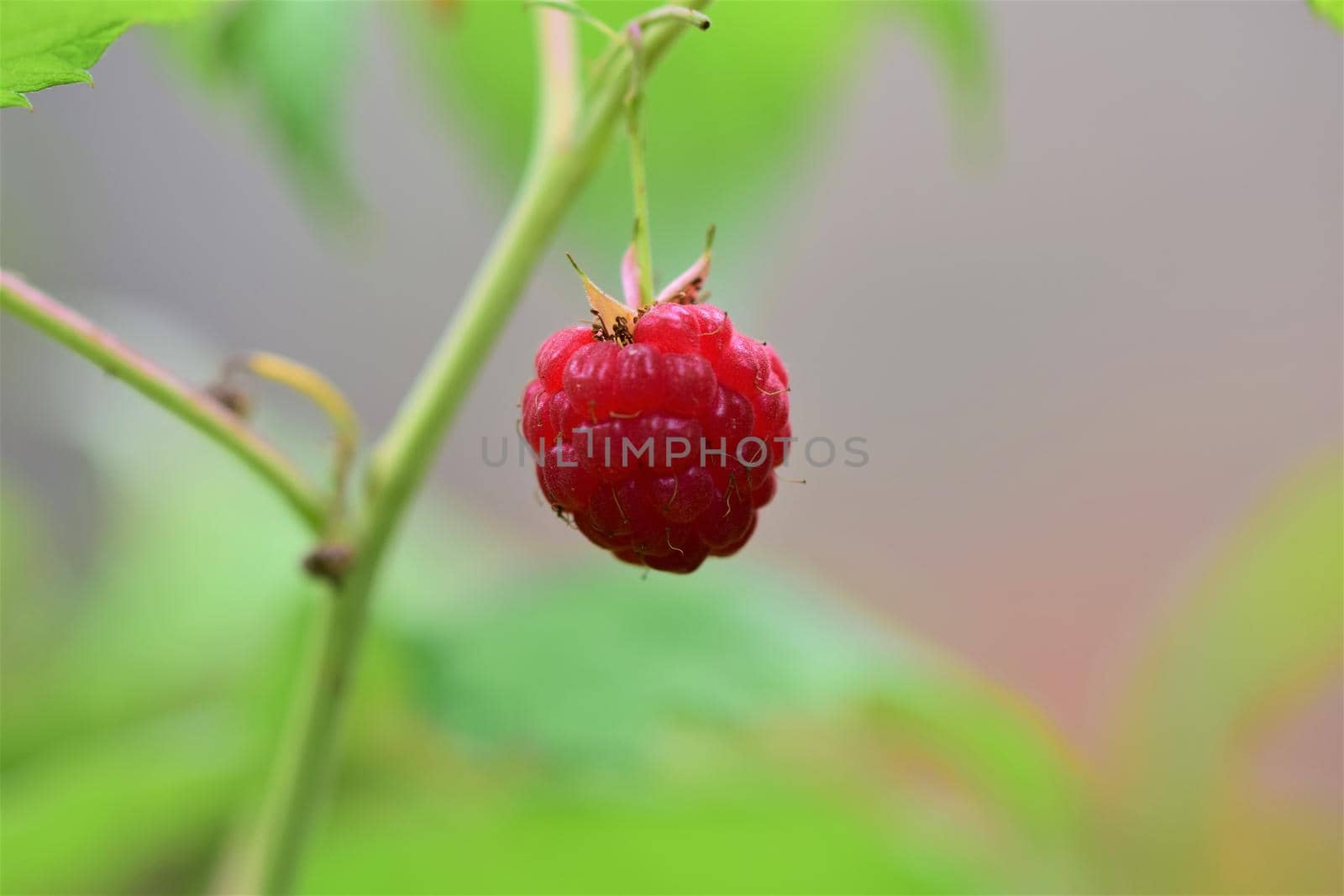 Ripe red raspberry as a close-up