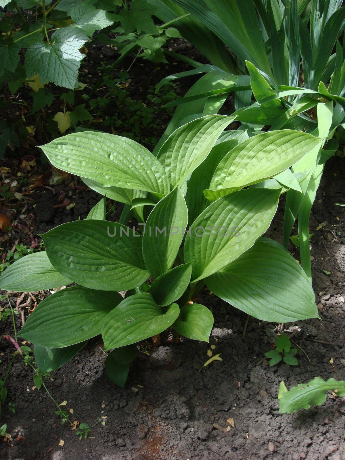 Green hosta (Hosta lancifolia) leaves in summer garden. Green life concept