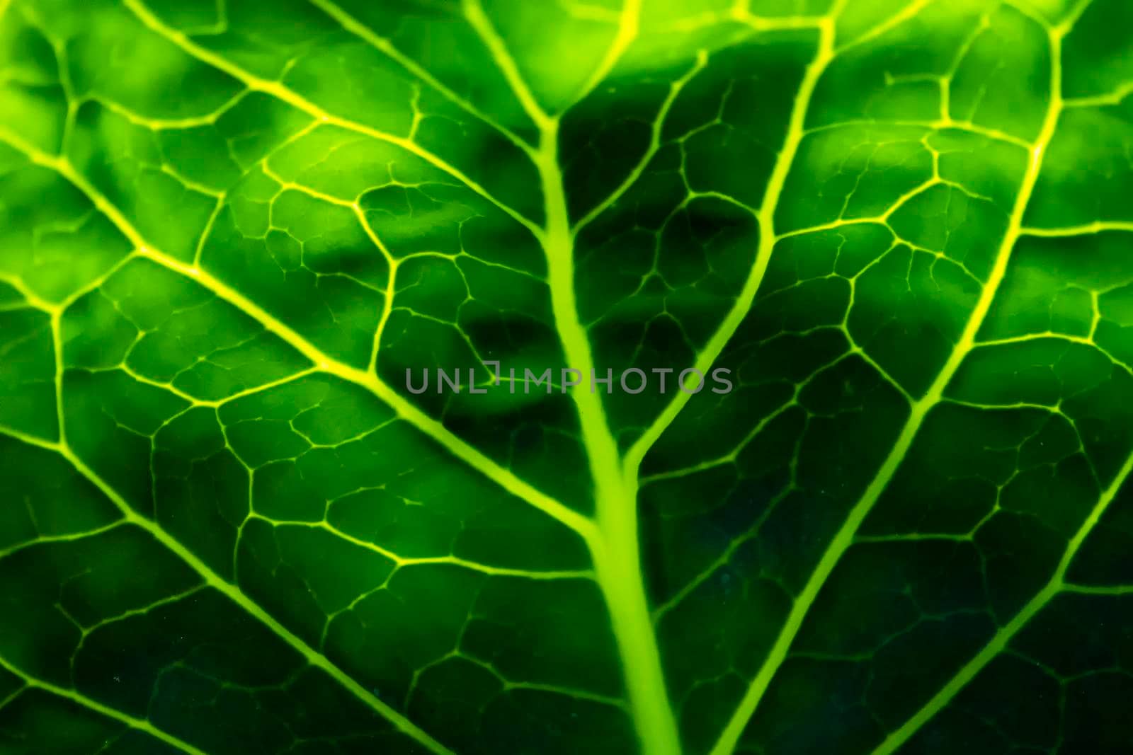 Macrophotography. Green cabbage leaf with veins. by Essffes