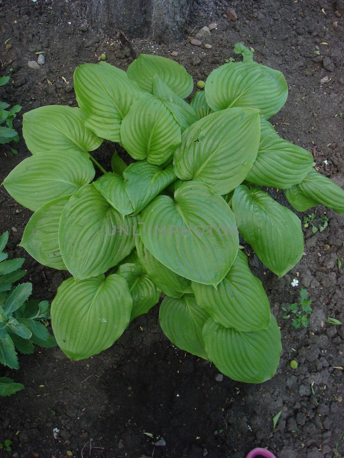 Green hosta (Hosta lancifolia) leaves in summer garden. Green life concept