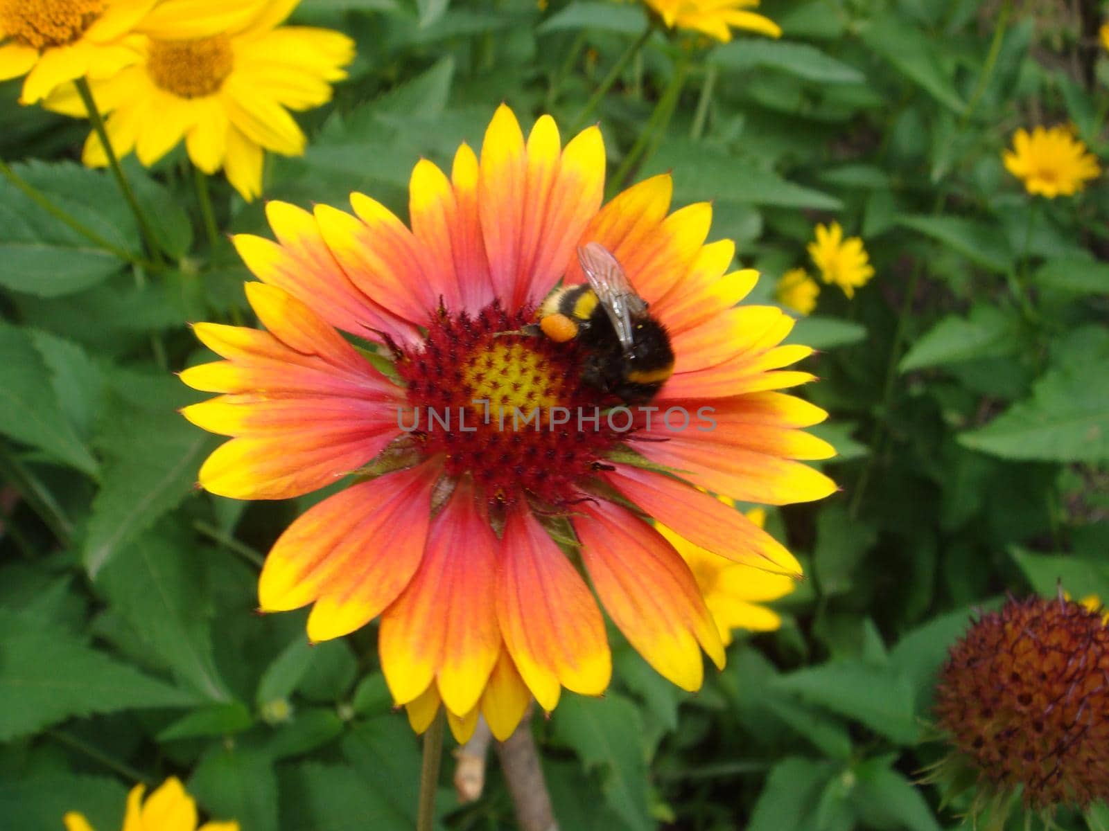 Bumble bee collecting pollen on a yellow rudbeckia flower with a soft blurred background