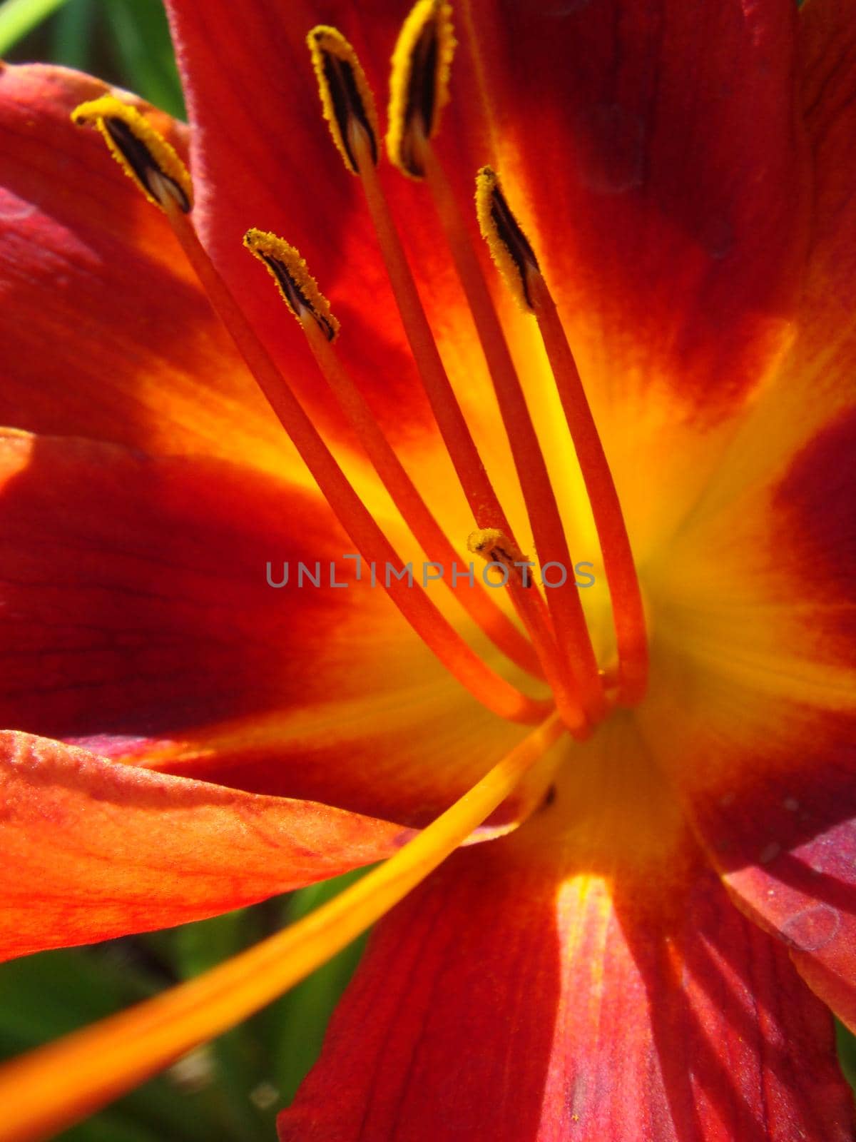 Closeup of a big red tiger lily in the garden summer. Bright red beautiful asiatic macro. Red lily background, soft selective focus. Full blooming of deep red lily in summer flower garden.