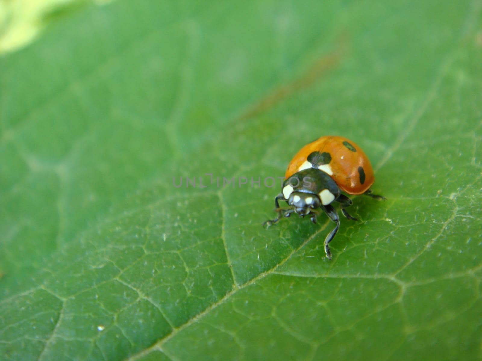 Ladybug on the green leaf, macro shot .