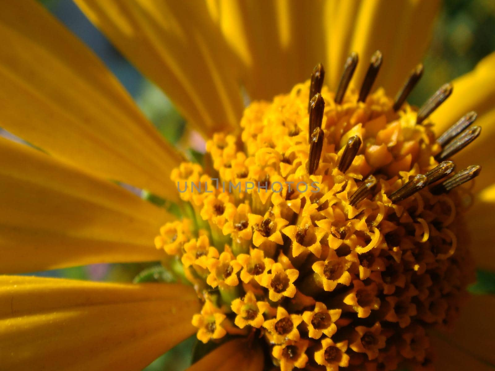 Macro shot maxican sunflower, yellow flower background by NatalyArt