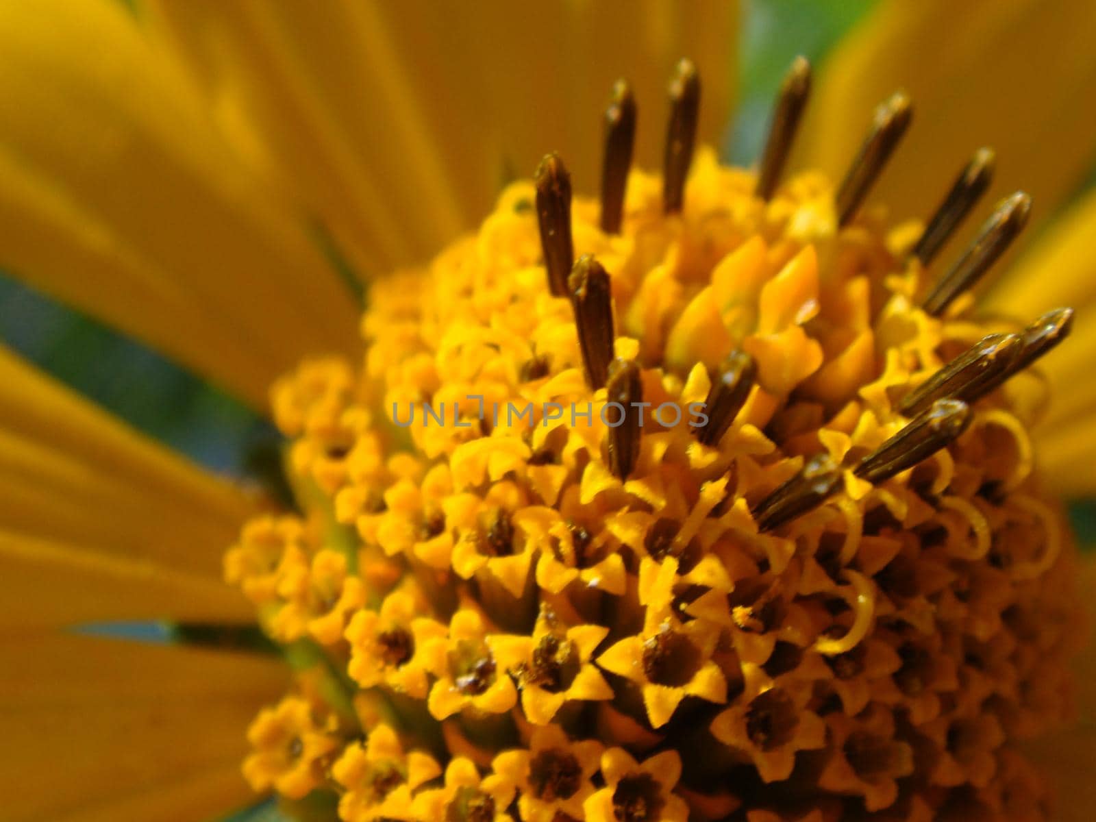 Macro shot maxican sunflower, yellow flower background