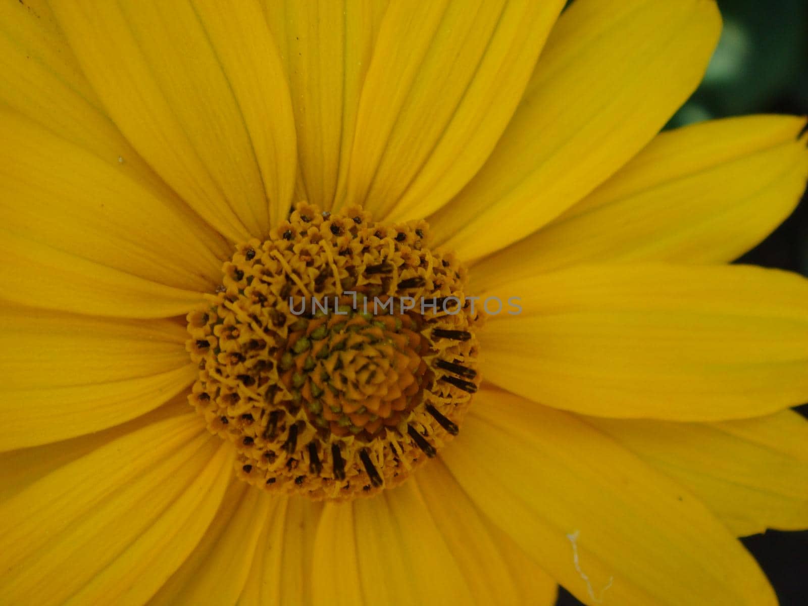 Macro shot maxican sunflower, yellow flower background