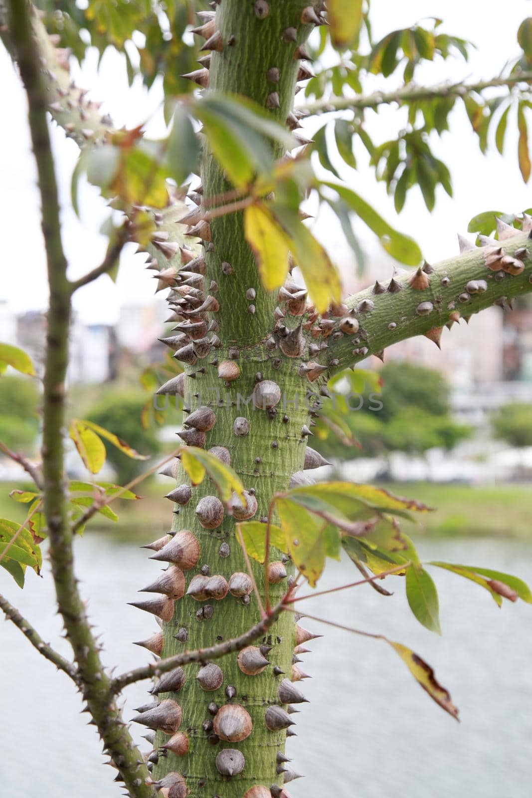 salvador, bahia, brazil - august 17, 2021: Plant with thorns is seen in park in Salvador city.