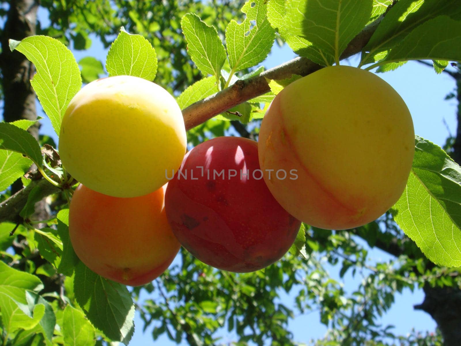 Red plum fruits on branch with green leaves growing in the garden. Plum on branch.