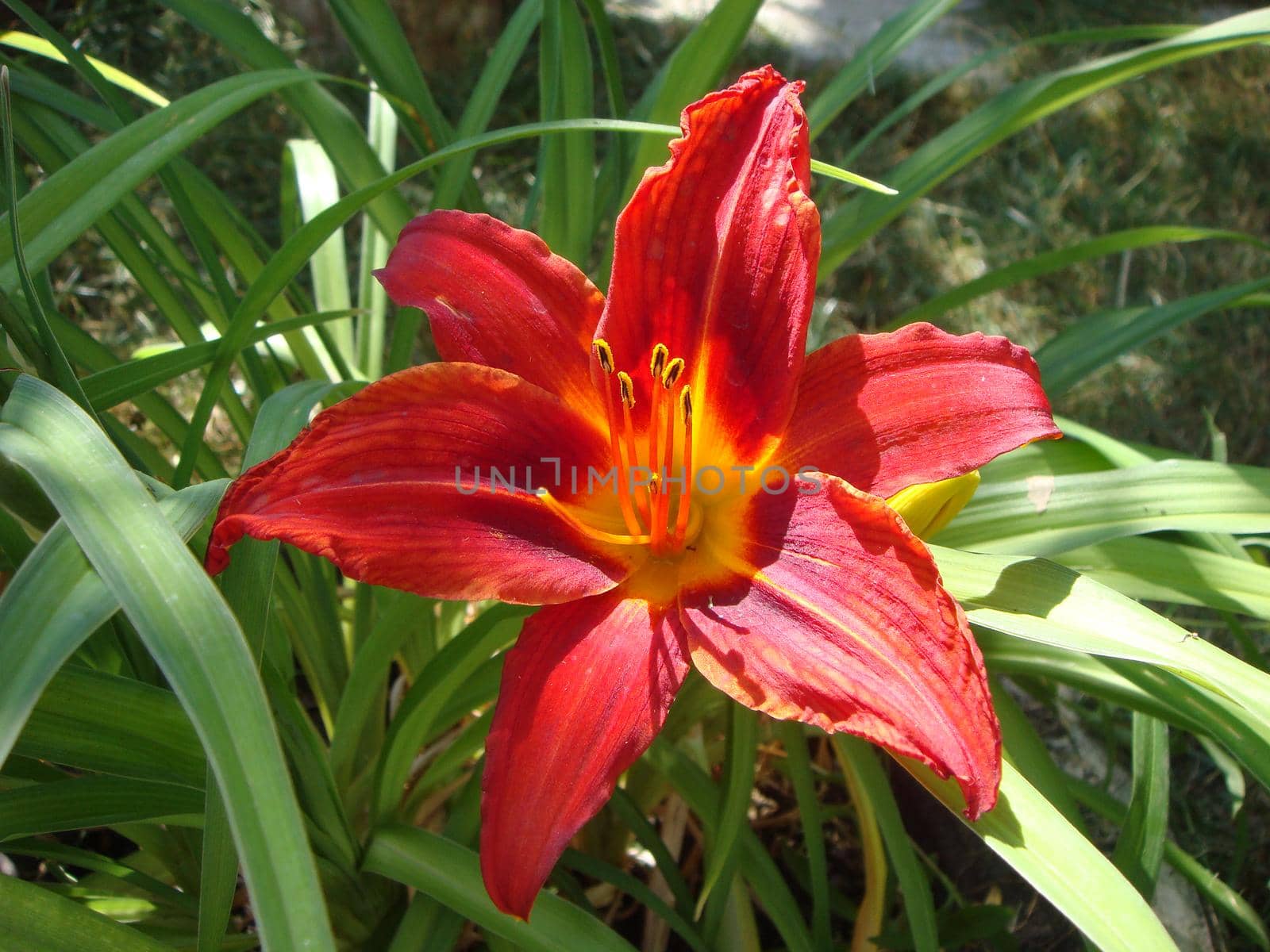 Close up of blooming flower of red lily growing beautiful in the garden