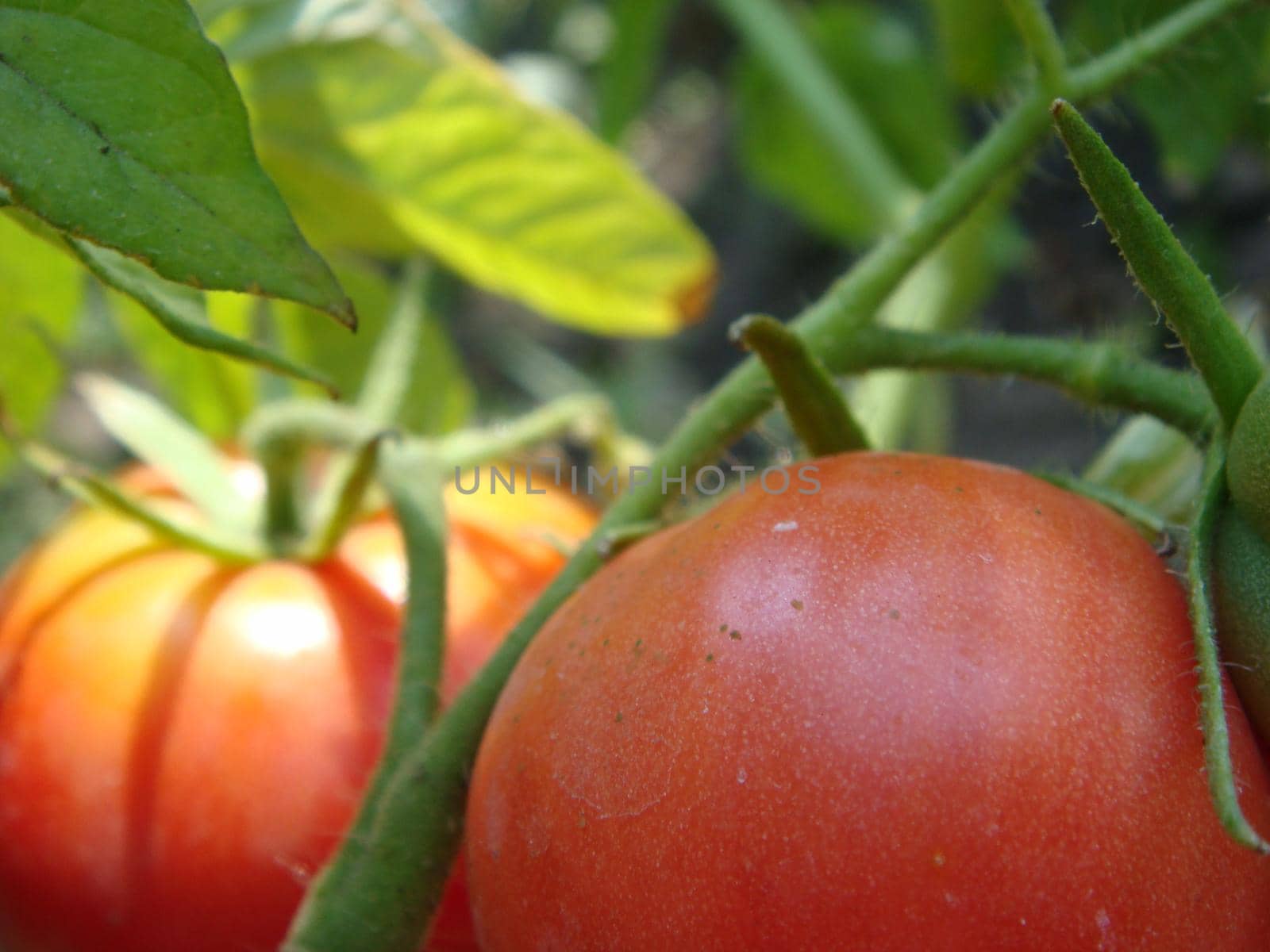 Natural single ripe red and young green tomato growing on tomato plant branch in a greenhouse from hydroponics farm