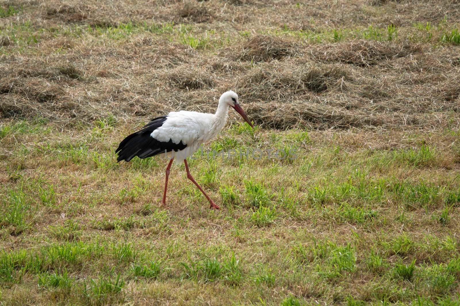 black and white stork bird by compuinfoto