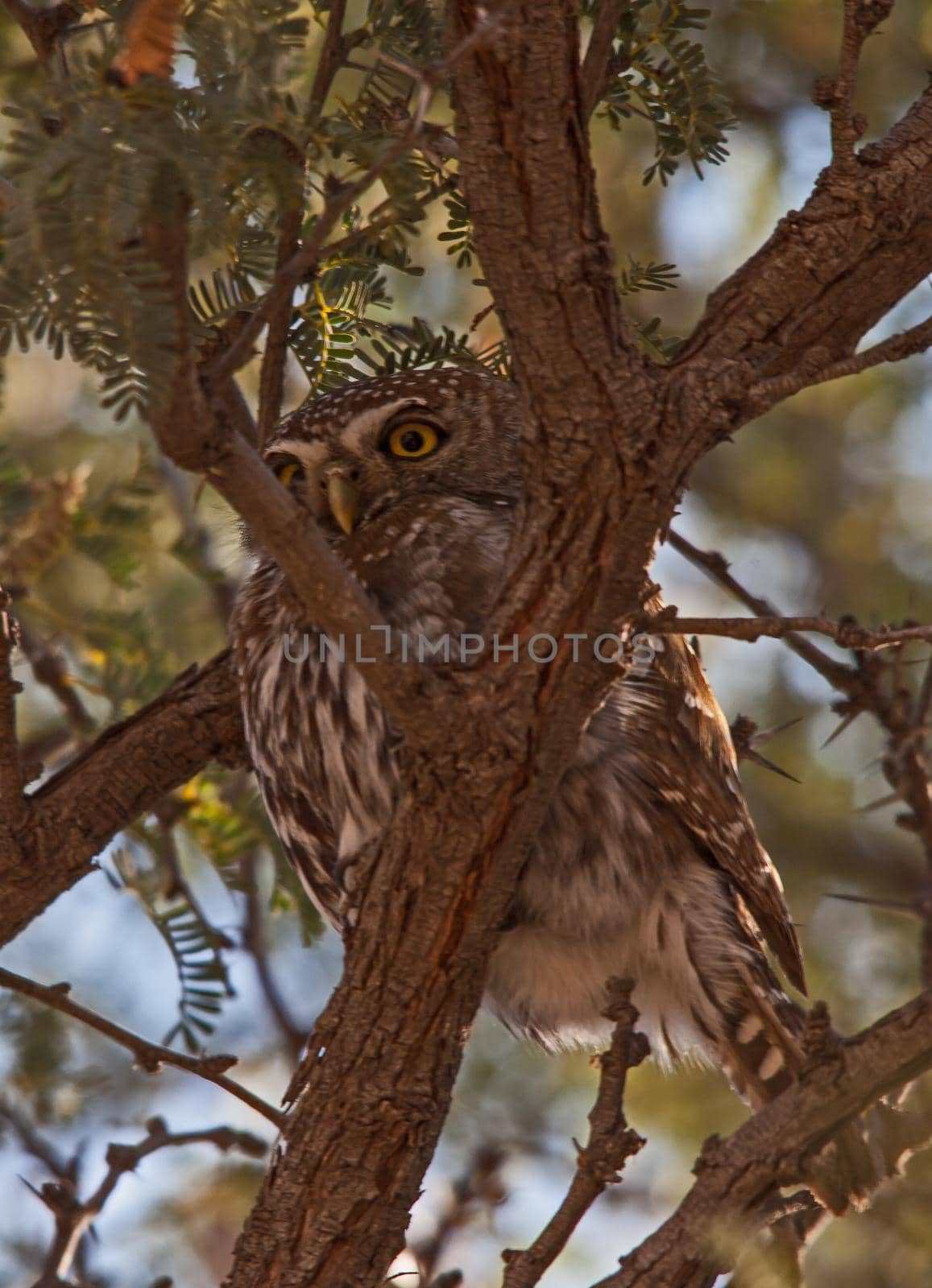 A single Pearl-spotted Owlet (Glaucidium perlatum) in a Camelthorn tree